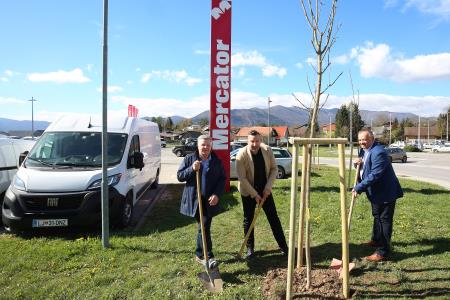 Zasaditev dreves med regionalno cesto in centrom Mercator 09 Foto Ljubo Vukelič
